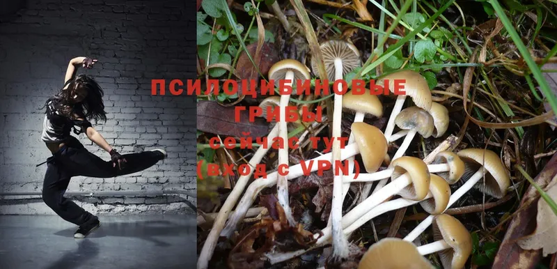 Галлюциногенные грибы Magic Shrooms  Жуковка 